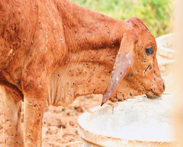 Floods and Lumpy Skin Disease Severely Impact Milk and Meat Production