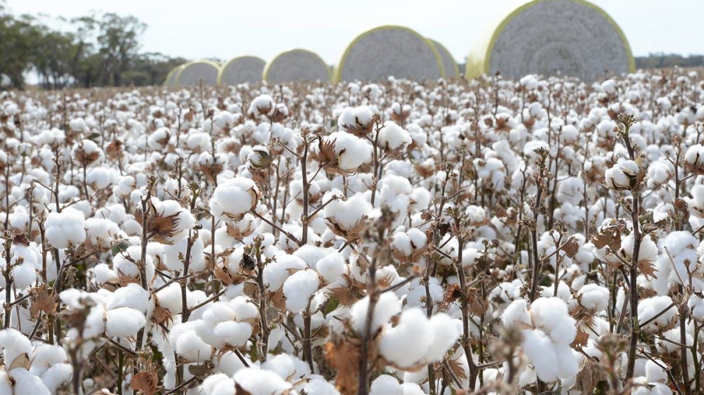 Supply Shortage, Pakistan Textile Council Seeks Indian Cotton Import