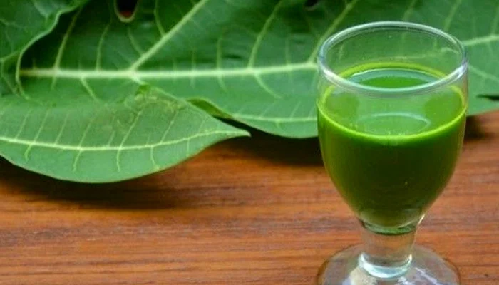 Papaya Leaf Juice Can Even Kill Dengue Patients Consultants