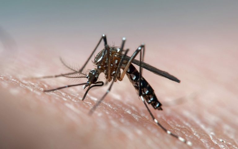 Dengue Cases Continue to Increase in Karachi