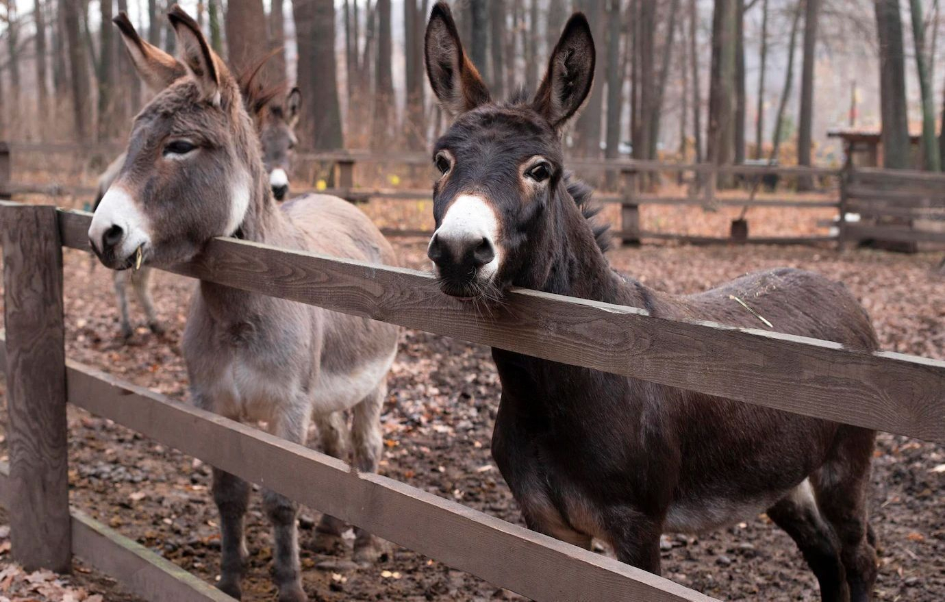Donkeys from Pakistan