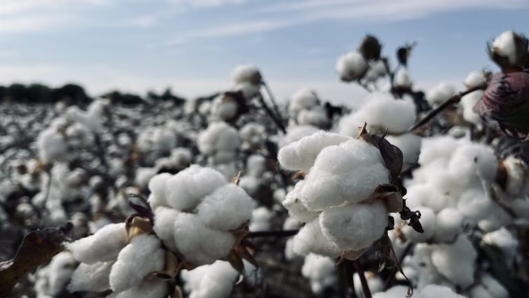 Cotton Prices Reach a 22-Month Low.