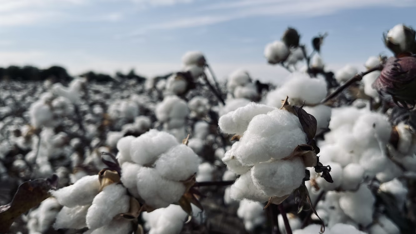 cotton Prices Reach a 22-Month Low.