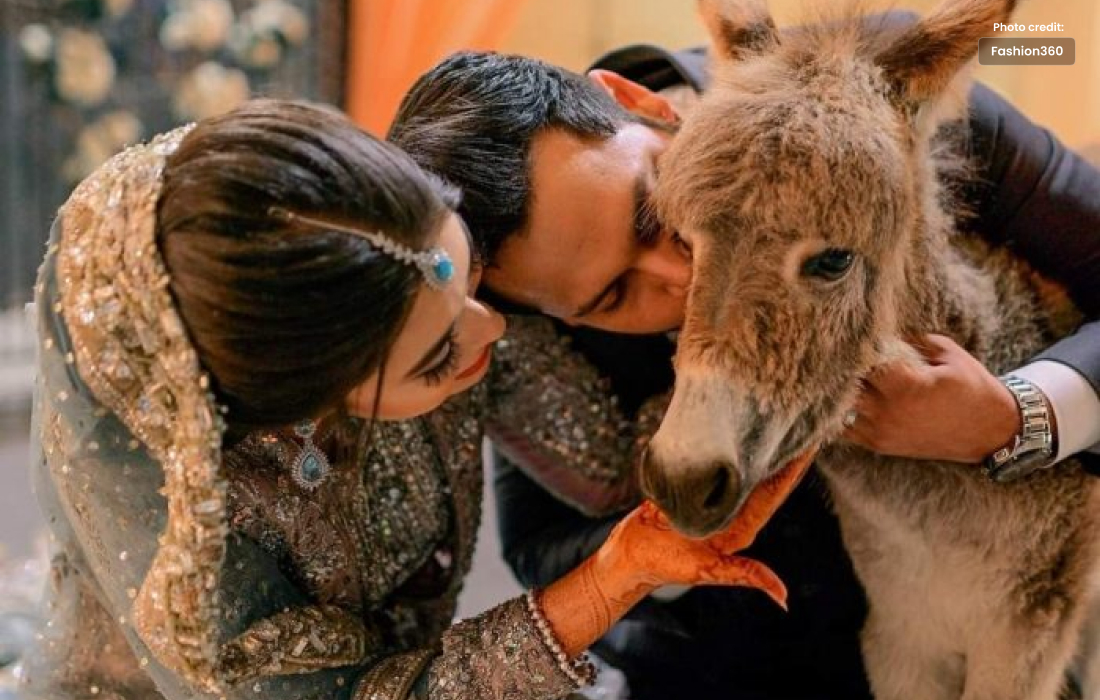 Youtuber Azlan Shah Gifted Baby Donkey To His Wife on Wedding