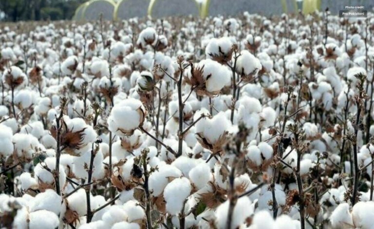 Pakistan Seeks the US for a $2 Billion Aid to Cotton Import