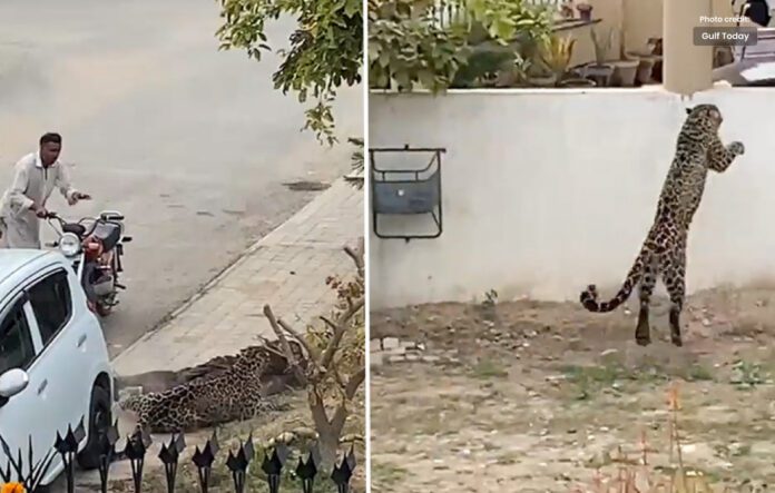 Leopard Came Out On the Streets in Islamabad