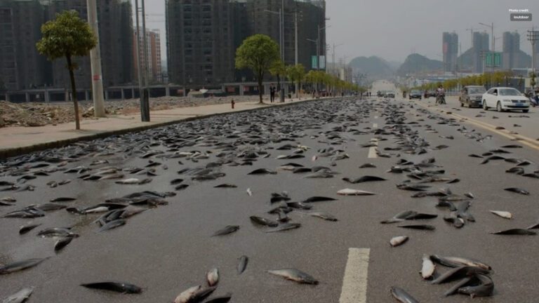 &#8216;Fish Rain&#8217; in a Small Town of Australia