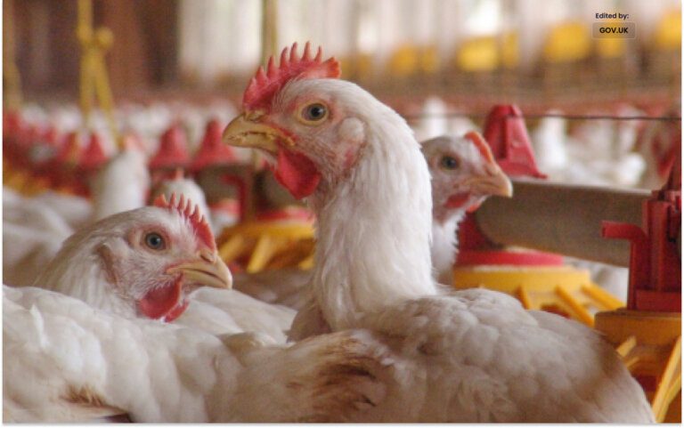H3N8 Bird Flu, First Death in China Sparked Panic