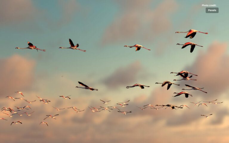 Earn Millions of Rupees by Counting Birds
