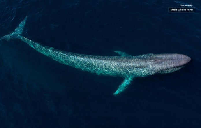 Gigantic Blue Whale was Found Dead Off the Coast of Gwadar