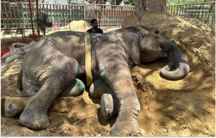 second elephant Madhubala is infected