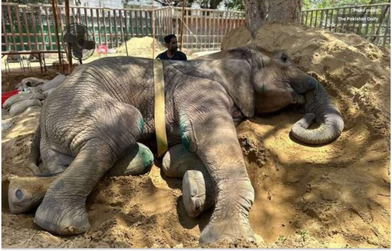 Karachi’s second elephant Madhubala is infected