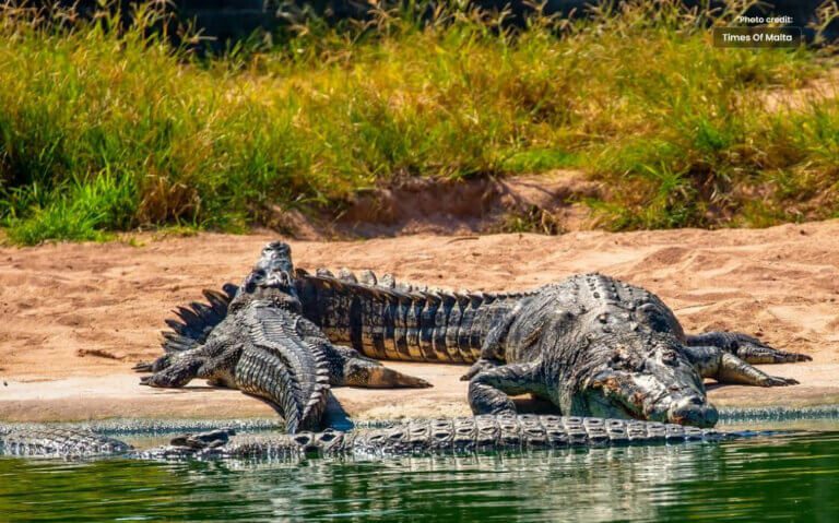 Missing Australian Man’s Remains Found in Crocodiles