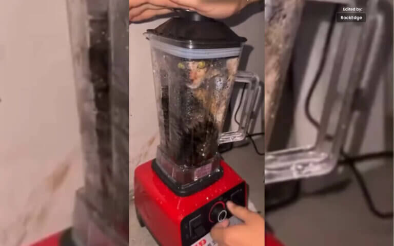 What Exactly is Viral ‘Cat in Blender’ On Social Media?