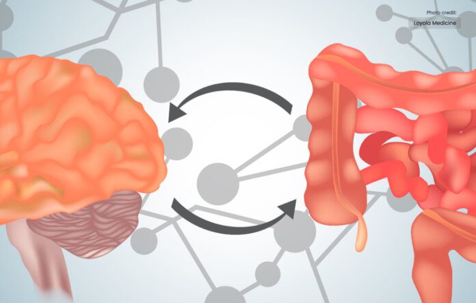 Scientists Find a Novel Link Between the Stomach and the Brain
