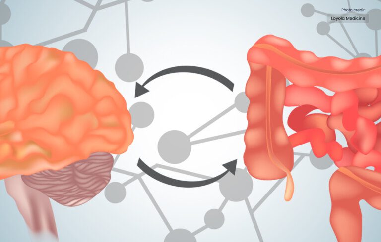 Scientists Find a Novel Link Between the Stomach and the Brain