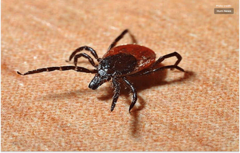 Six Deaths Due to Congo Virus