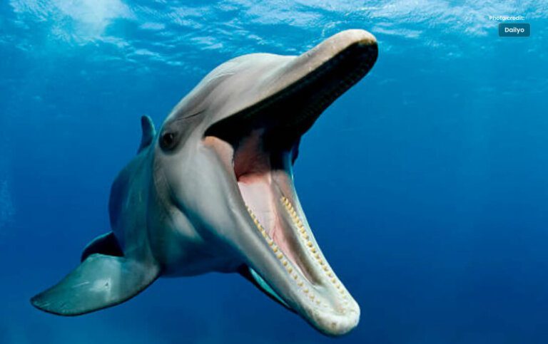 4 Swimmers Get Injured in Dolphin Attack