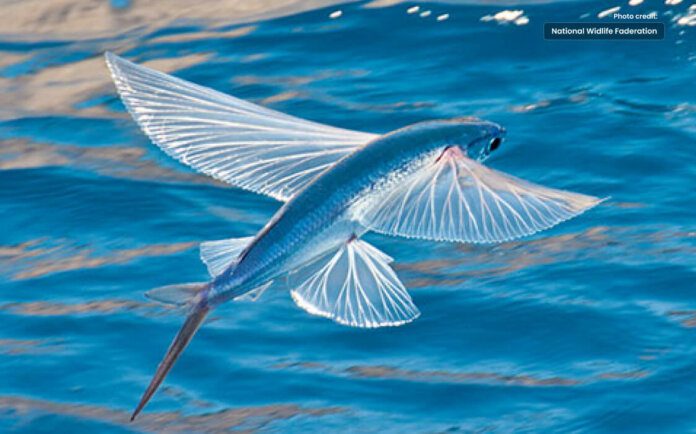 This Flying Fish can Swim, Walk On land and Even Fly in the Air