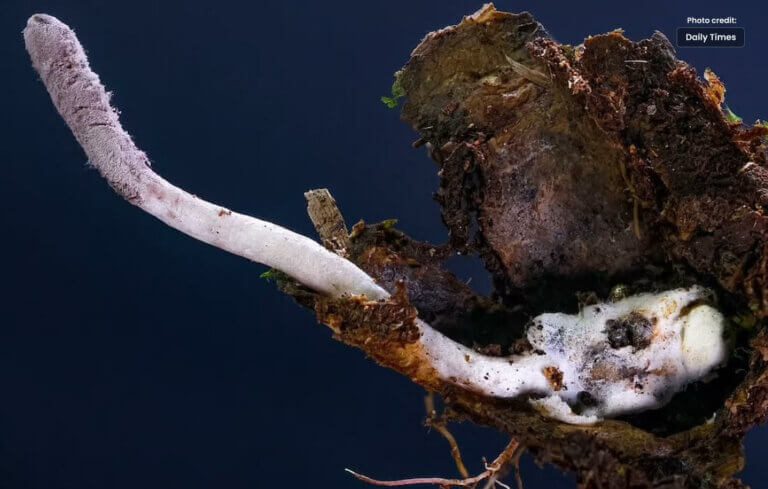 New Zombie Fungus Discovered in Brazil