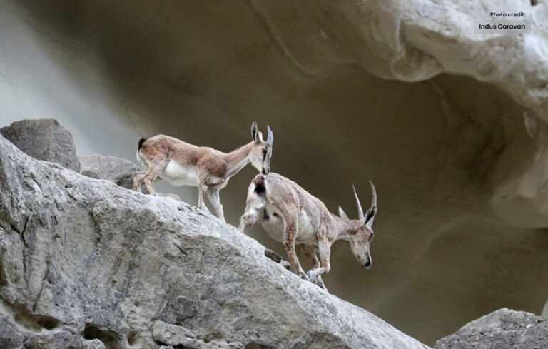 Outbreak of Goat Plague in Kirthar is Taking its Toll