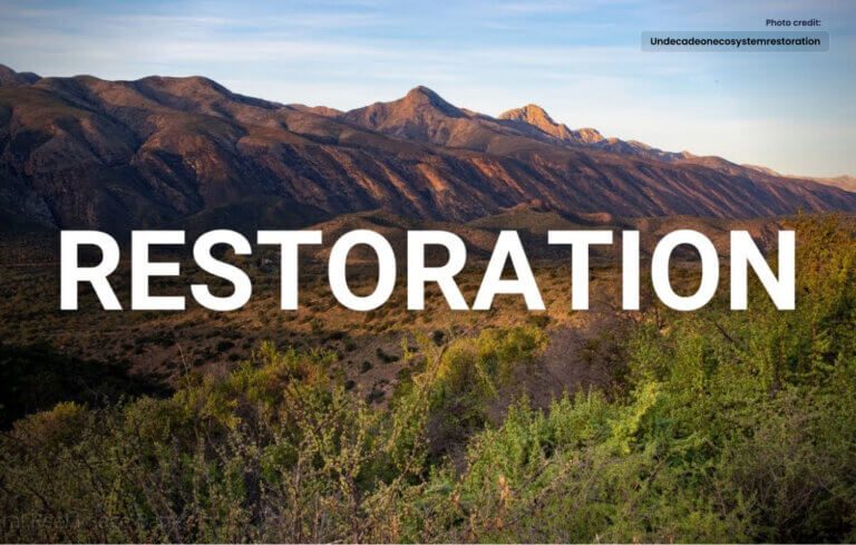 The Art of Restoration: Bringing Beauty Back to Life