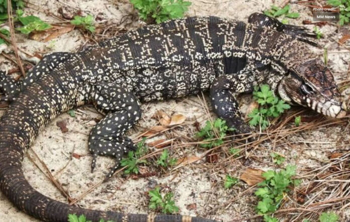 3-Foot Lizard Discovered Under Georgia Woman's Porch