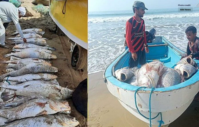 Fishermen Caught 'Suwa' Fish Worth Rs 70 Crore