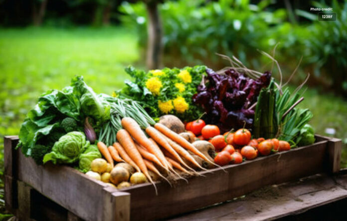 How to Start a Home Vegetable Garden