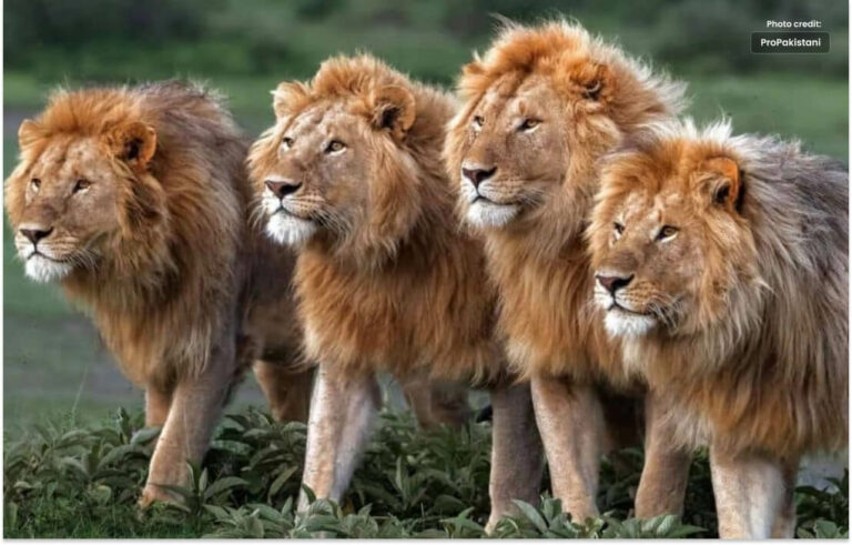 One person was killed in the attack of four tigers in the zoo