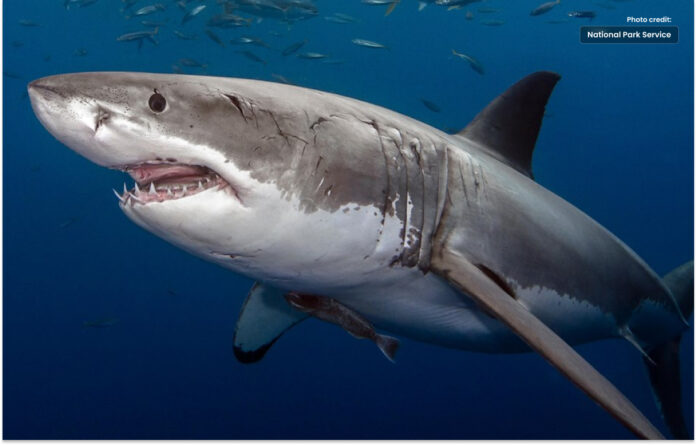 Teenage boy killed in shark attack