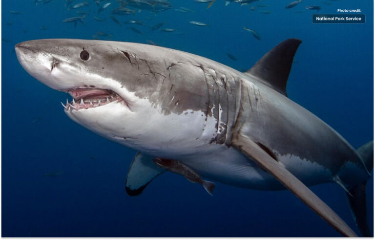 Teenage boy killed in shark attack
