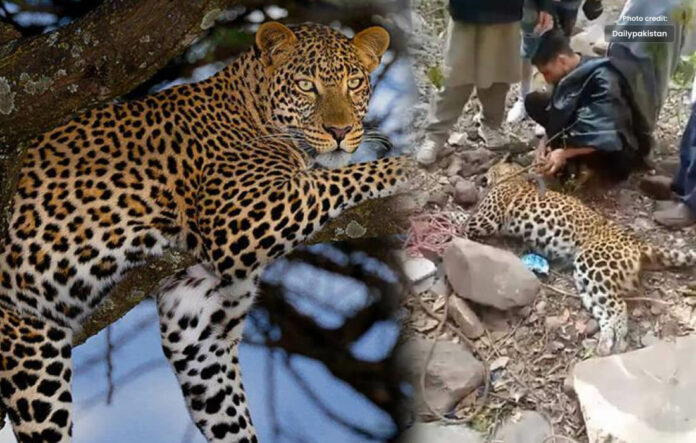 Leopard in Trap Died of Heart Attack in AJK Jhelum Valley