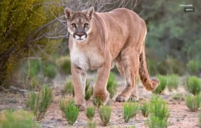 California Mountain Lion Attack Leaves one Person Dead