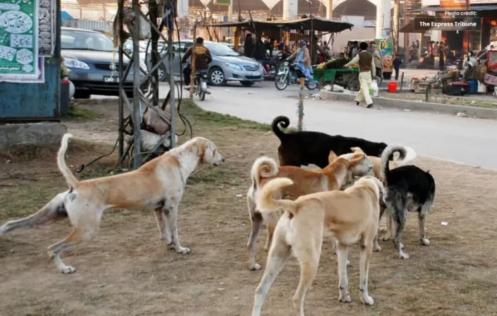 Mobile App Launched for Complaints of Stray Dogs