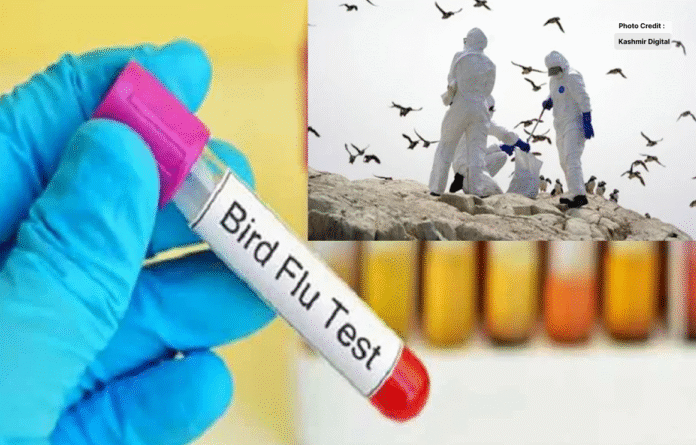 Bird Flu is Spreading Again, Cases are Increasing