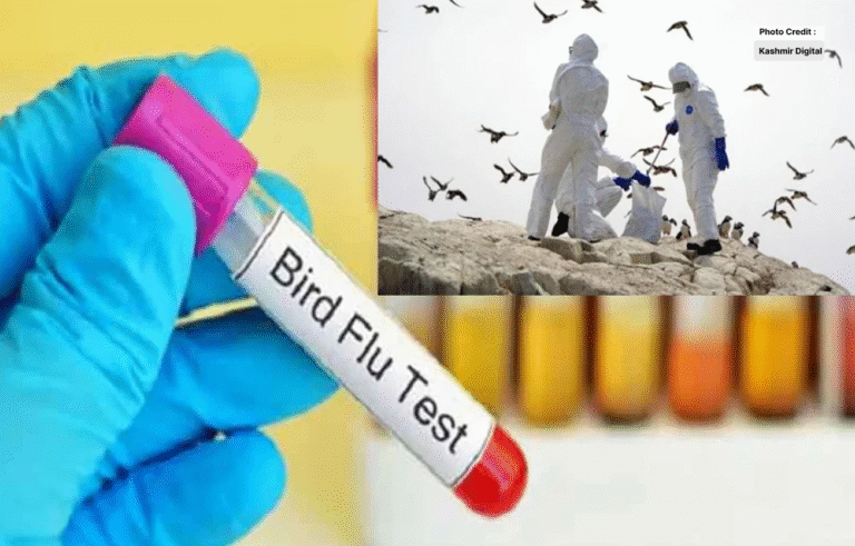 Bird Flu is Spreading Again, Cases are Increasing
