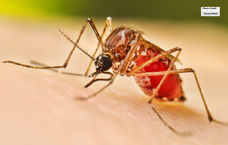 Dengue Fever is Increasing Rapidly in Karachi