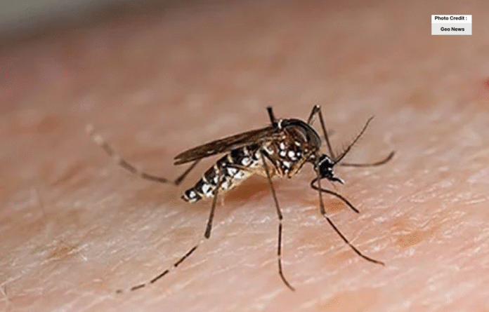 Early Symptoms of Dengue Fever and Immediate Treatment